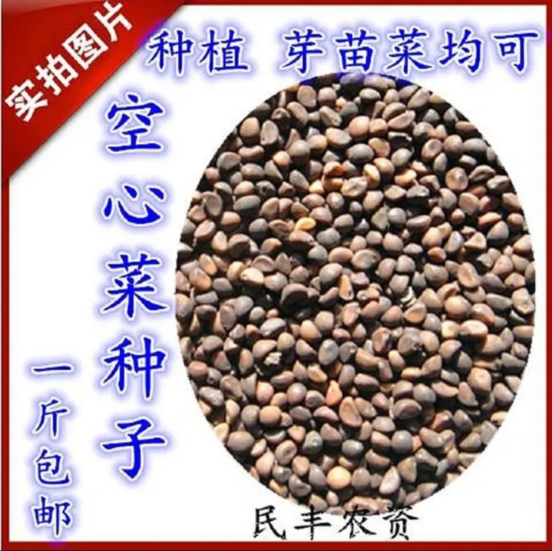 有机蔬菜大叶青梗空心菜种子泰国尖叶空心菜籽无土有土栽培无