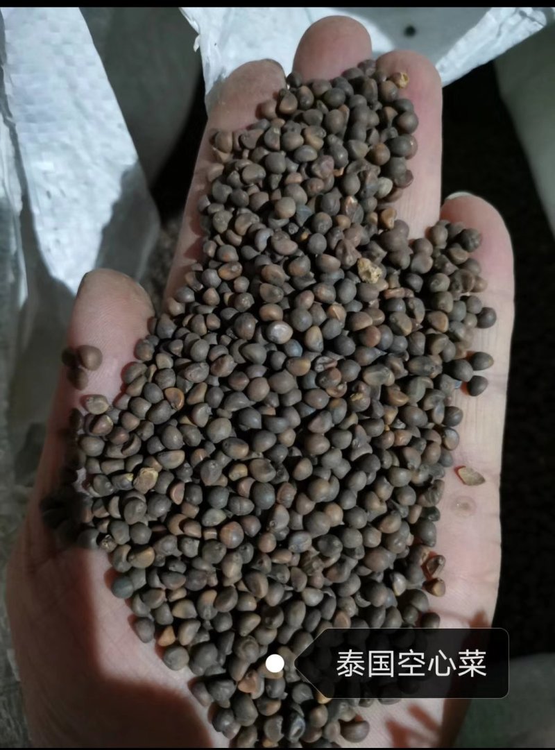 有机蔬菜大叶青梗空心菜种子泰国尖叶空心菜籽无土有土栽培无