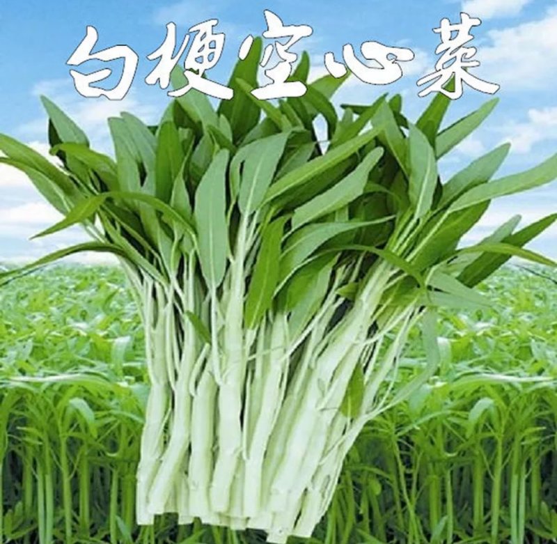 有机蔬菜大叶青梗空心菜种子泰国尖叶空心菜籽无土有土栽培无