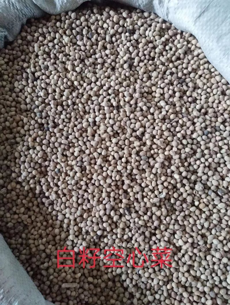 有机蔬菜大叶青梗空心菜种子泰国尖叶空心菜籽无土有土栽培无