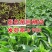有机蔬菜大叶青梗空心菜种子泰国尖叶空心菜籽无土有土栽培无