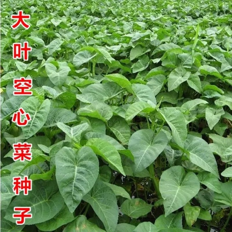有机蔬菜大叶青梗空心菜种子泰国尖叶空心菜籽无土有土栽培无