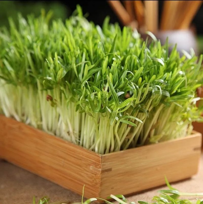 有机蔬菜大叶青梗空心菜种子泰国尖叶空心菜籽无土有土栽培无