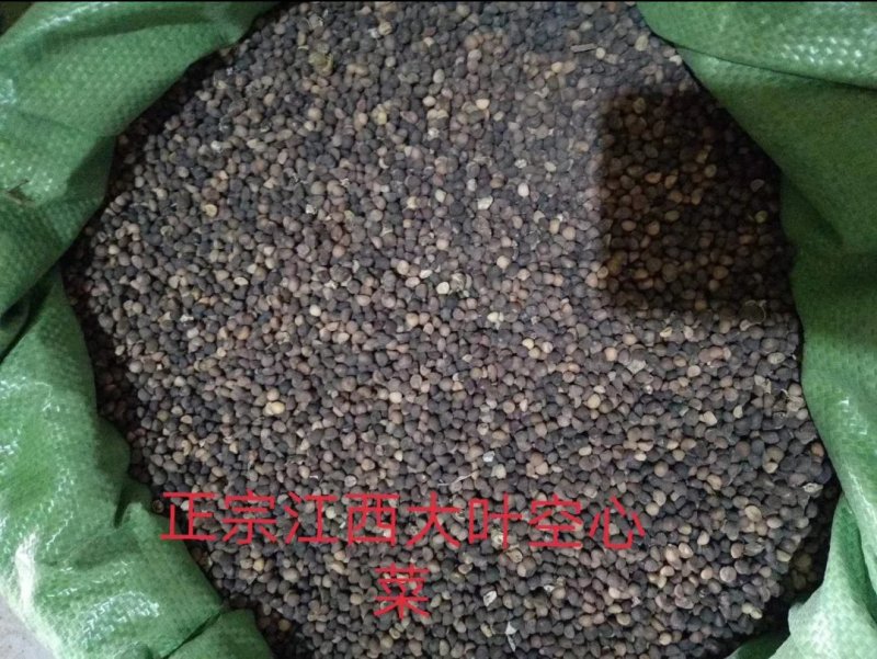 有机蔬菜大叶青梗空心菜种子泰国尖叶空心菜籽无土有土栽培无