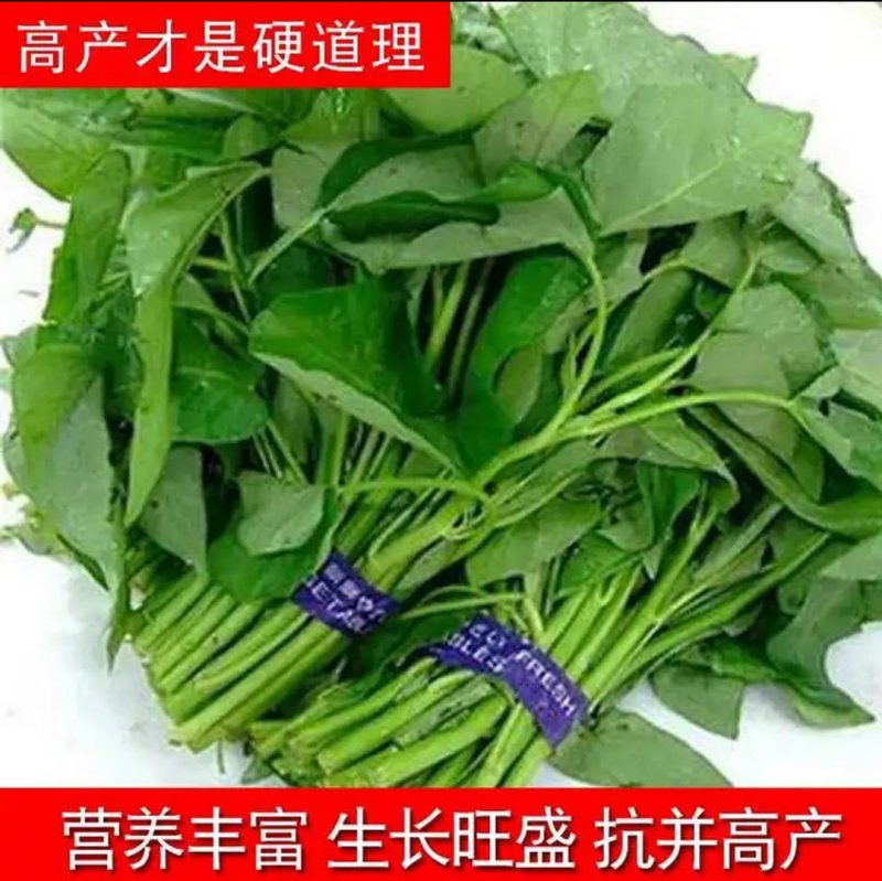有机蔬菜大叶青梗空心菜种子泰国尖叶空心菜籽无土有土栽培无