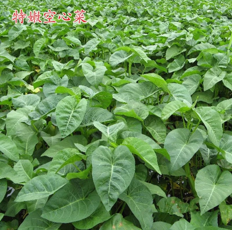 有机蔬菜大叶青梗空心菜种子泰国尖叶空心菜籽无土有土栽培无