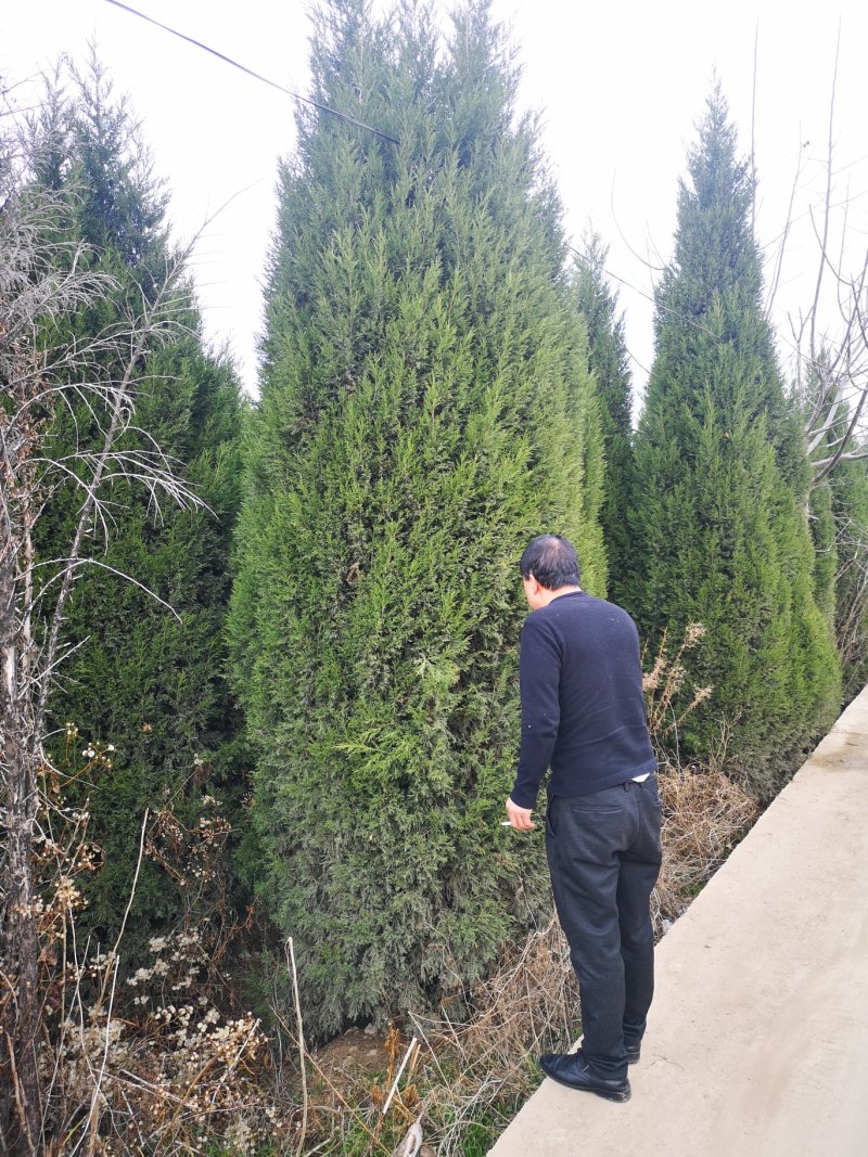 塔柏树