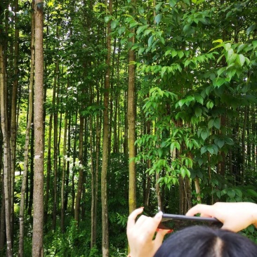 杜仲树