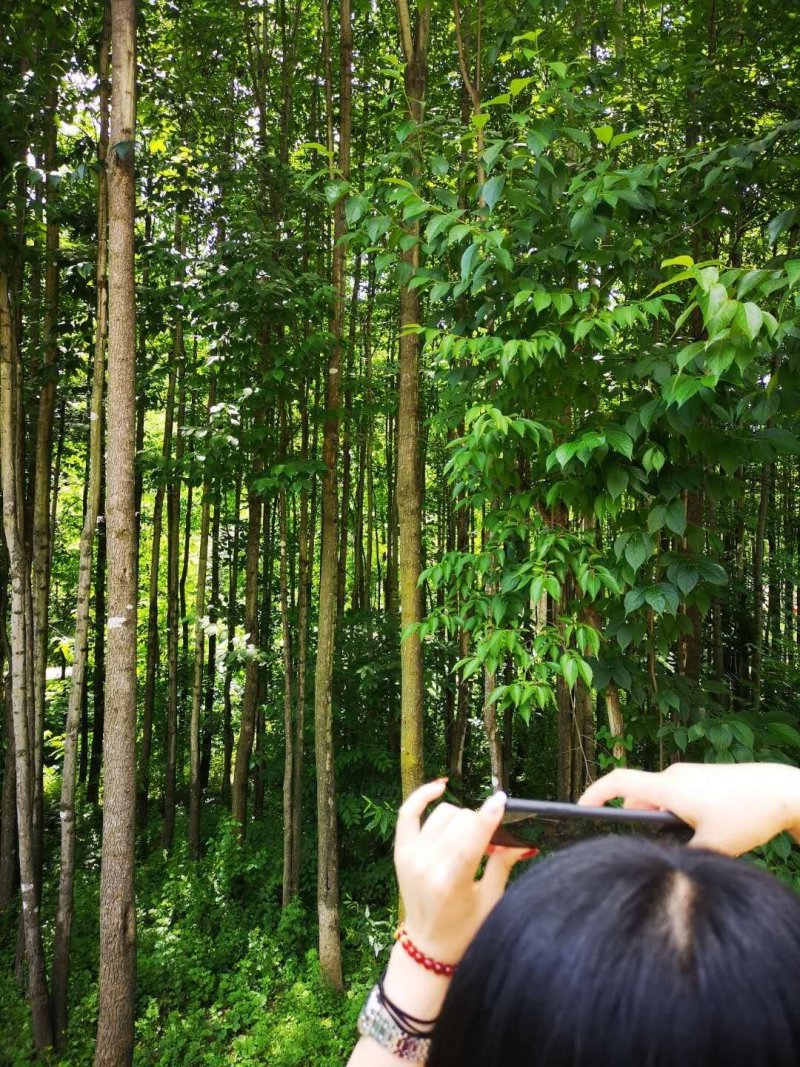 杜仲树