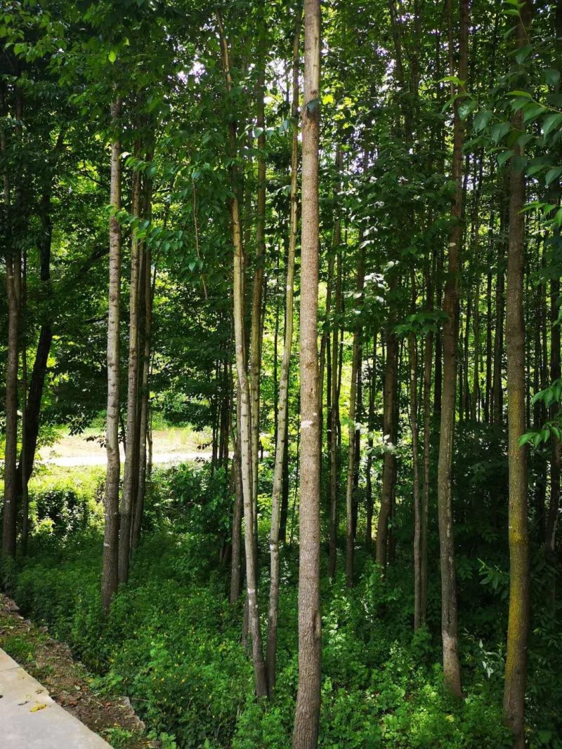 杜仲树