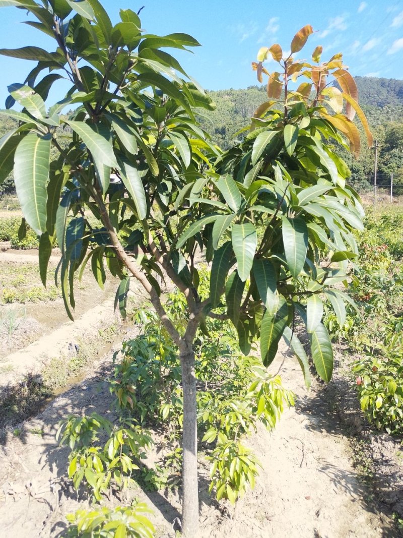 芒果苗树苗四季蜜芒金煌芒苗嫁接苗品种广西带叶保证真苗感