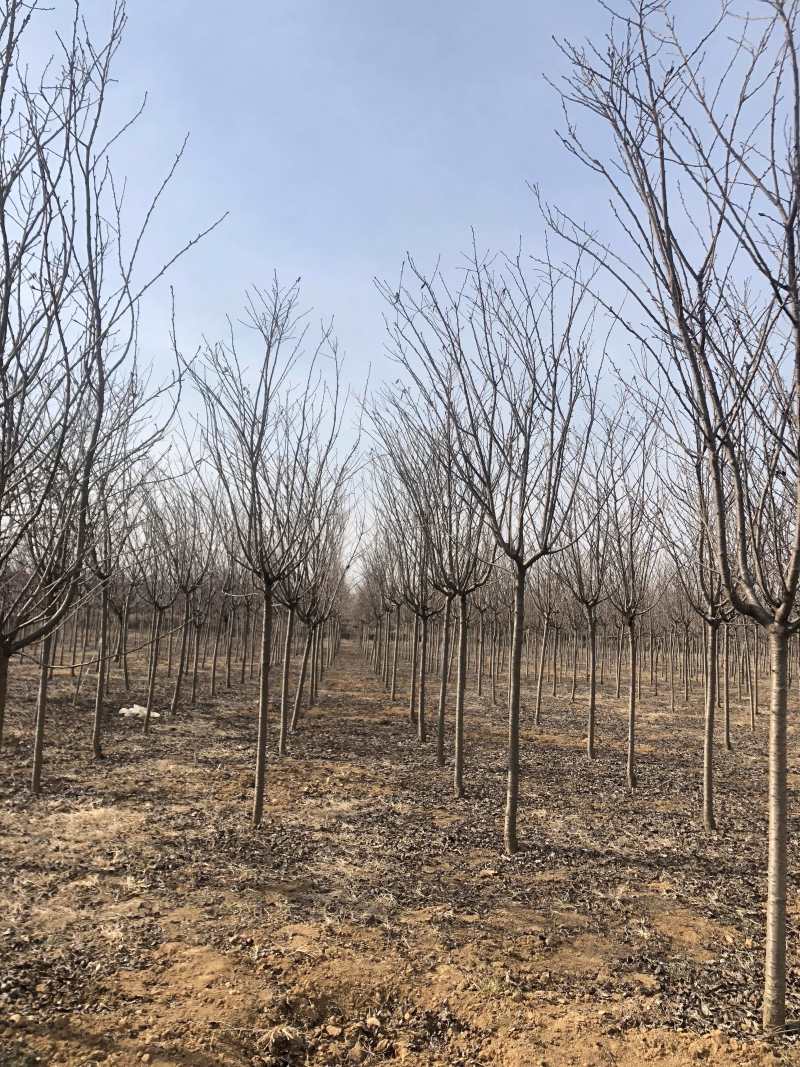 绿樱郁金樱分枝点1.2-1.8米开绿色花的樱花