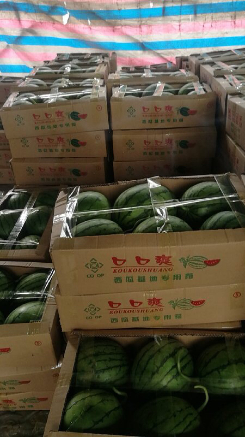 四川早春红玉产地直供量大质优质量保证