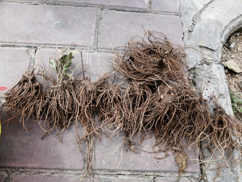 苍术种苗