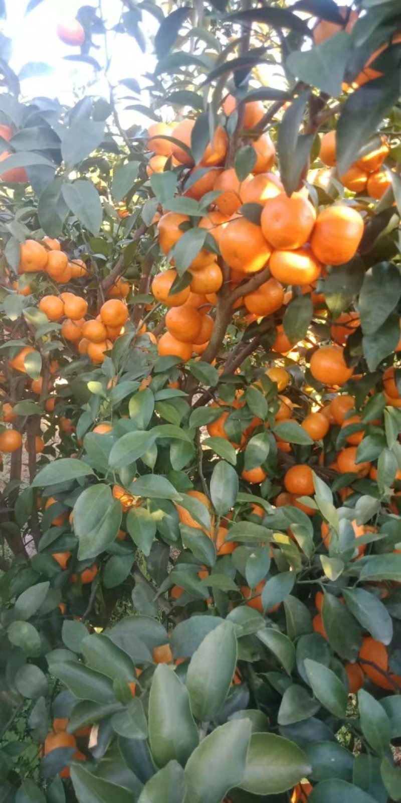沙糖桔