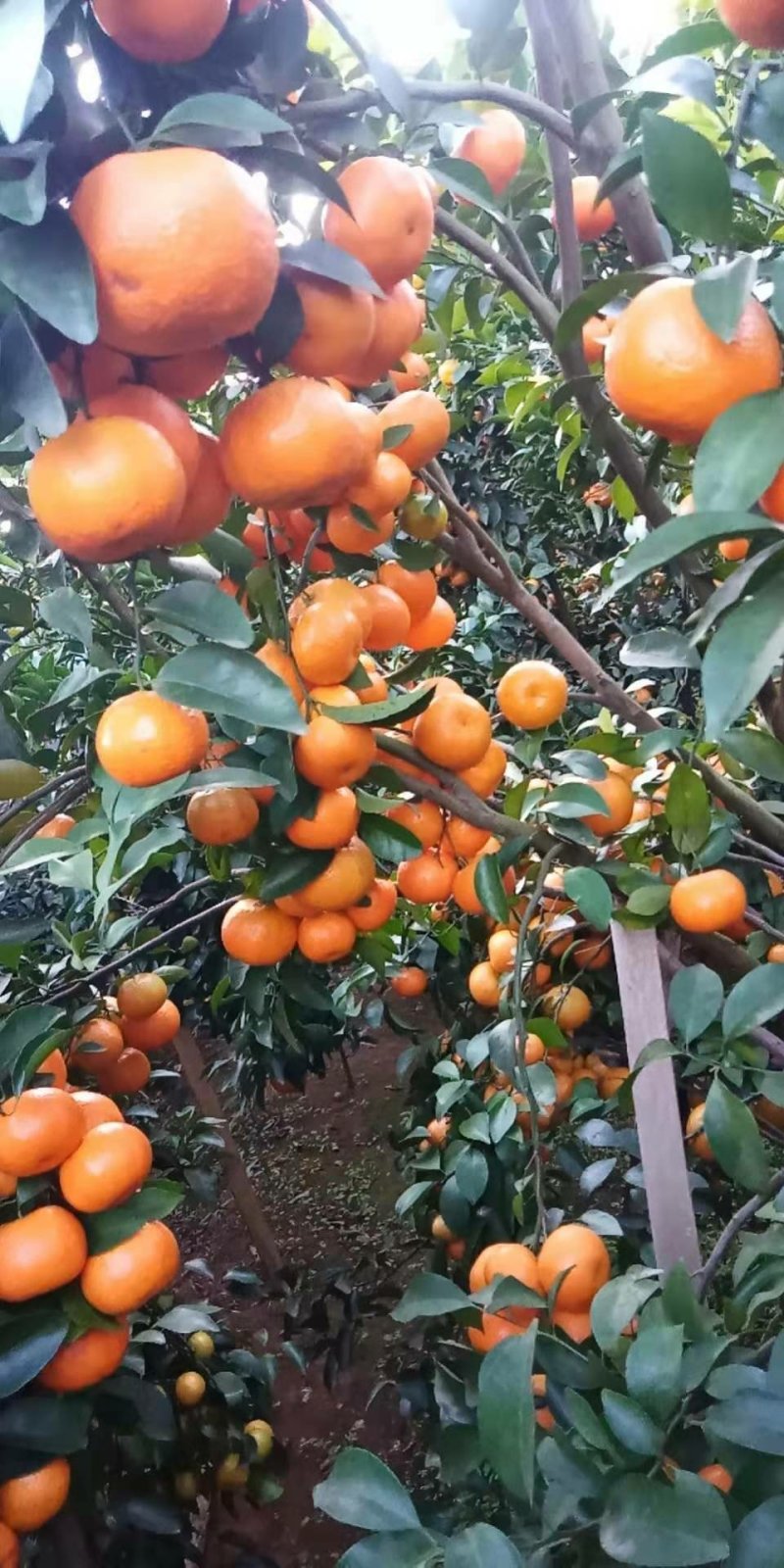 沙糖桔