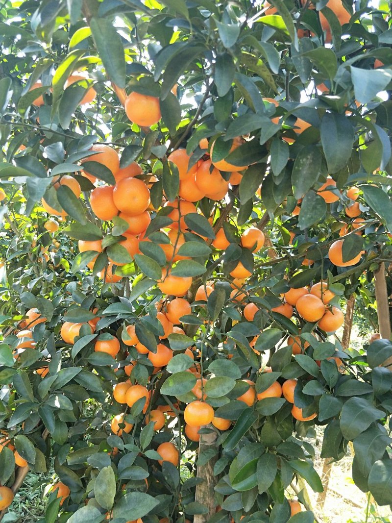 沙糖桔