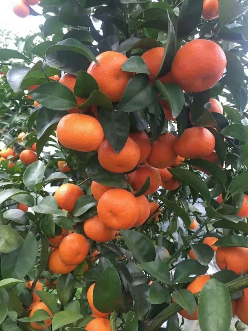 沙糖桔