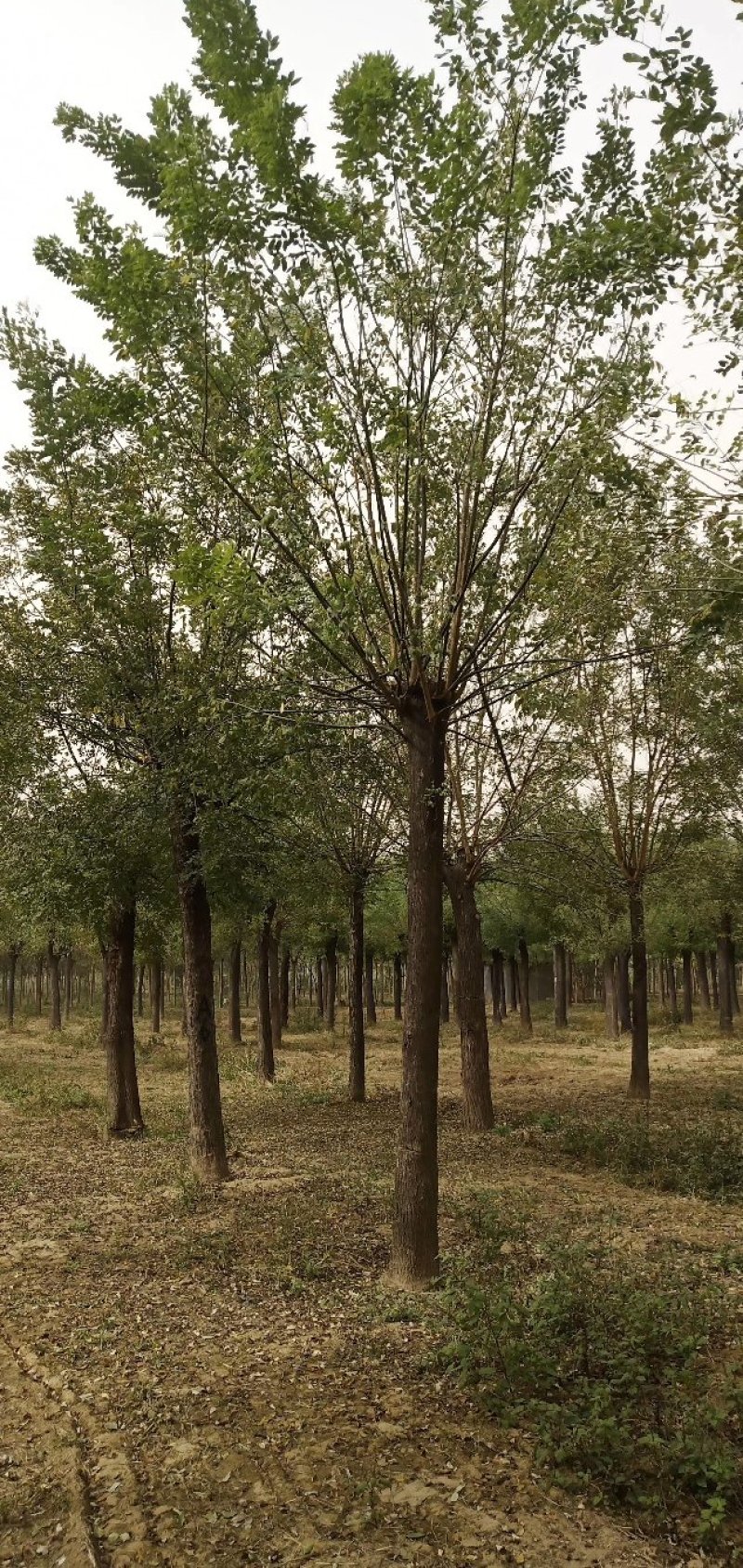 自家苗圃大量供应，8至15公分2-3年冠幅香花槐欢迎来电