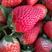 河南奶油宁玉草莓大量上市支持全国商超一件代发