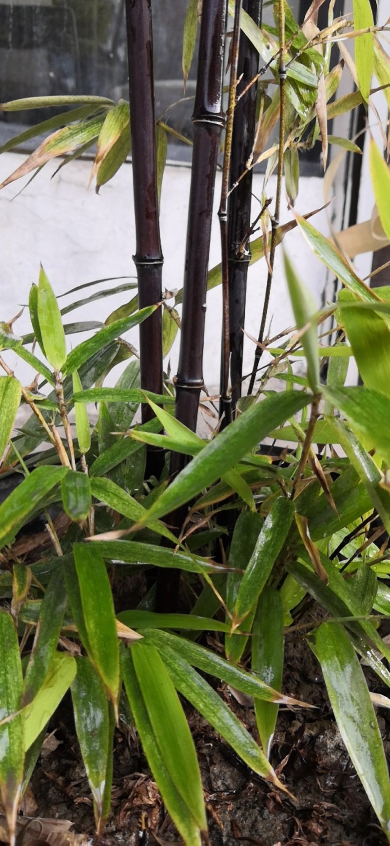 紫竹紫竹苗批发供应紫竹苗紫竹苗基地
