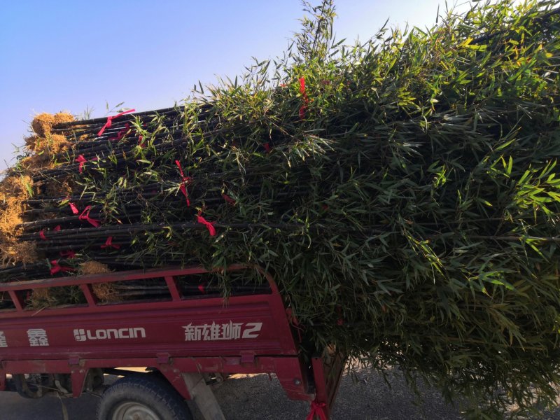 紫竹紫竹苗批发供应紫竹苗紫竹苗基地