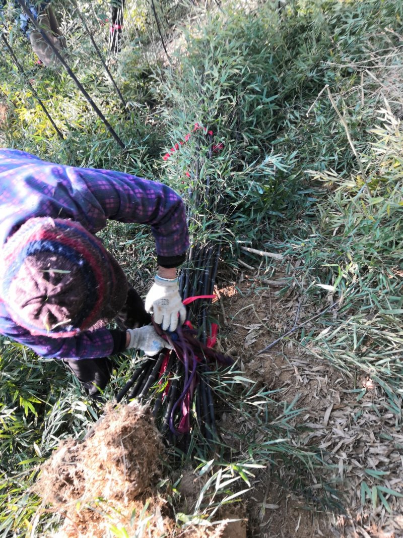 紫竹紫竹苗批发供应紫竹苗紫竹苗基地