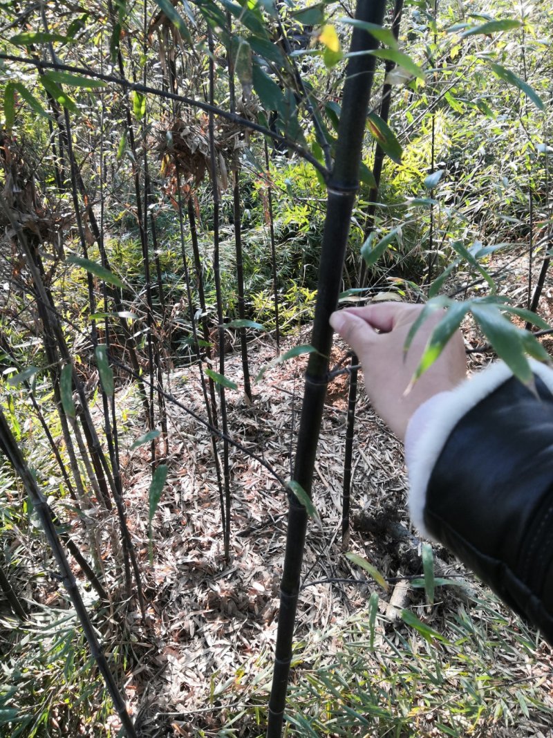 紫竹紫竹苗批发供应紫竹苗紫竹苗基地