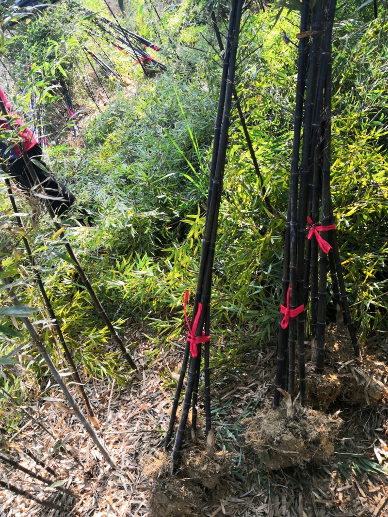 紫竹紫竹苗批发供应紫竹苗紫竹苗基地
