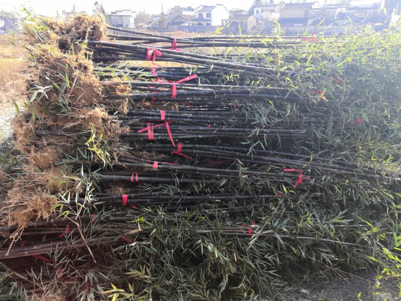 紫竹紫竹苗批发供应紫竹苗紫竹苗基地
