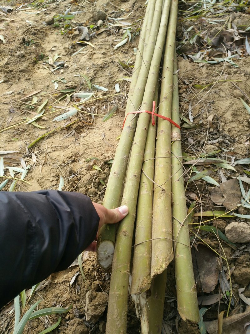 柳树1～20公分规格齐全！土球裸根可操量大供应货源充足