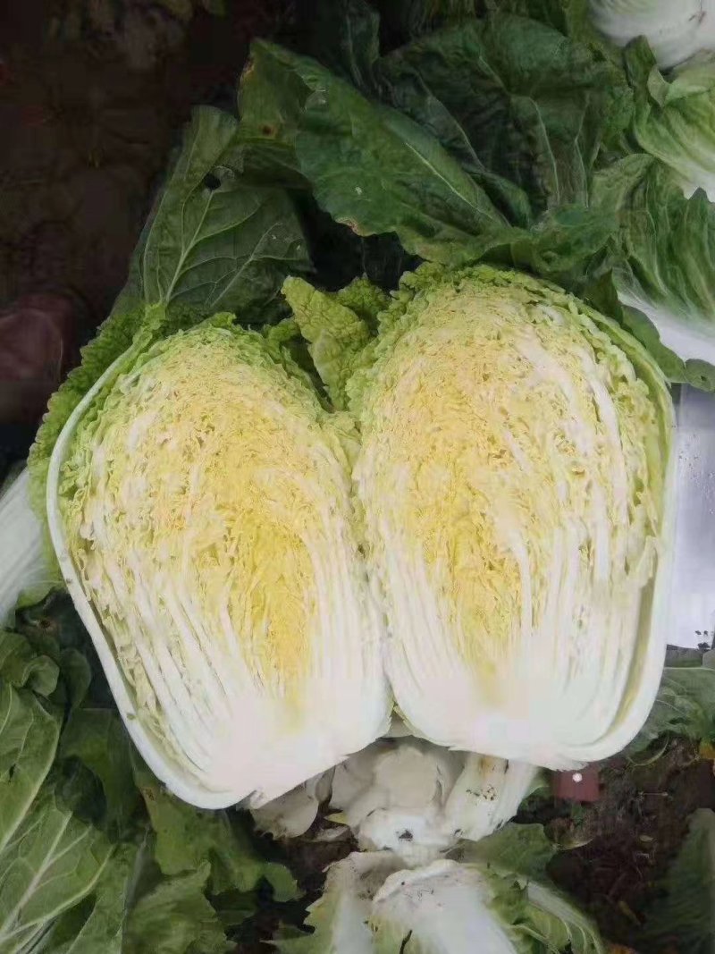 黄心大白菜大量供货中质量保证各种包装齐全一条龙服务