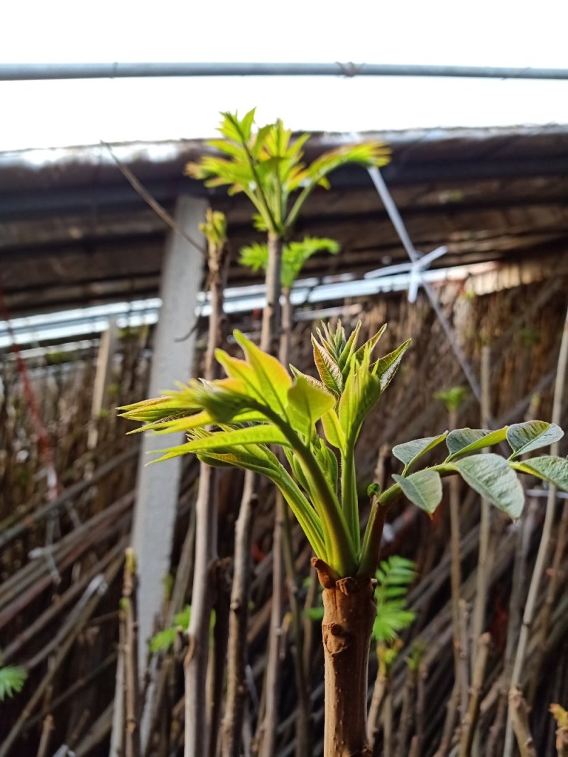 【香椿芽】量大从优，占地香椿苗出售给钱就卖