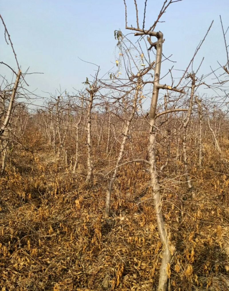 占地桃树！规格齐全量大供应！祼根土球均可，