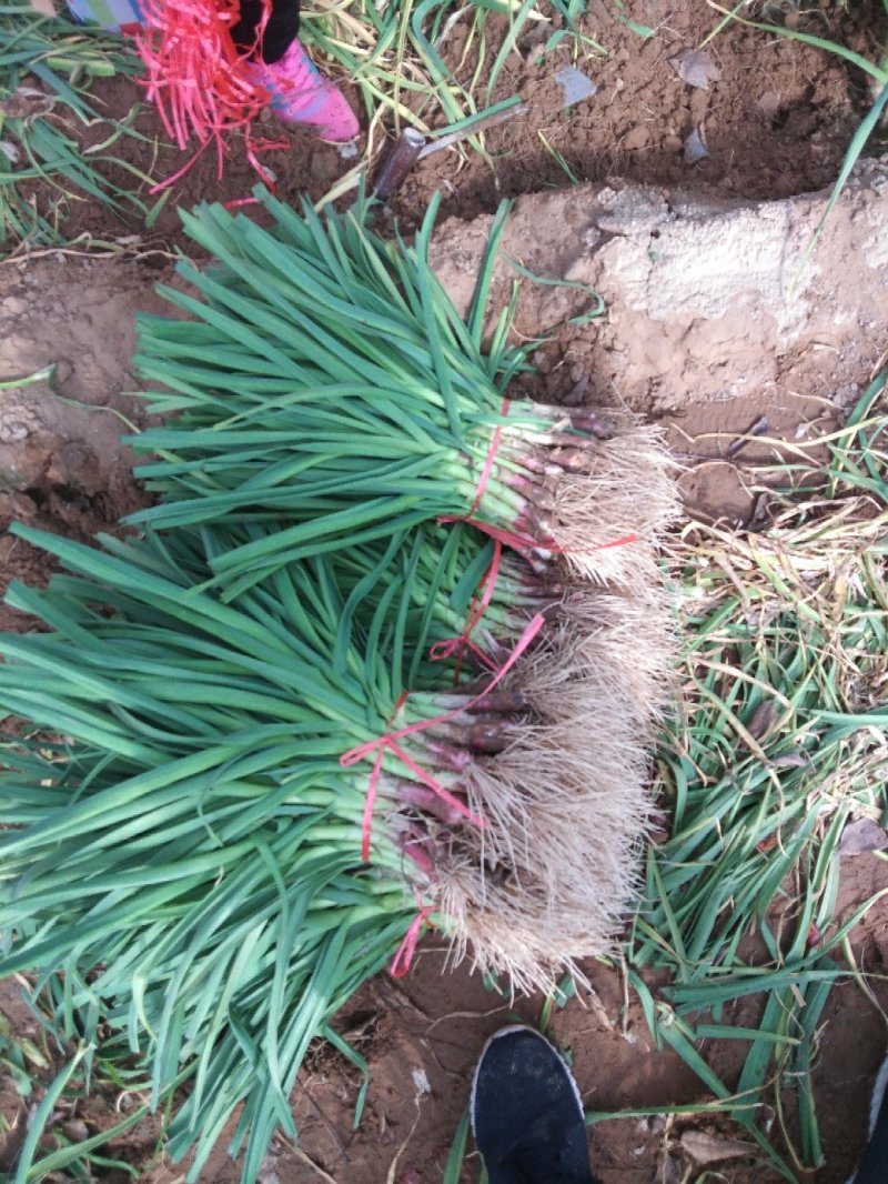红杆蒜苗，沙地无土无黄叶，大量供应精品和电商货，