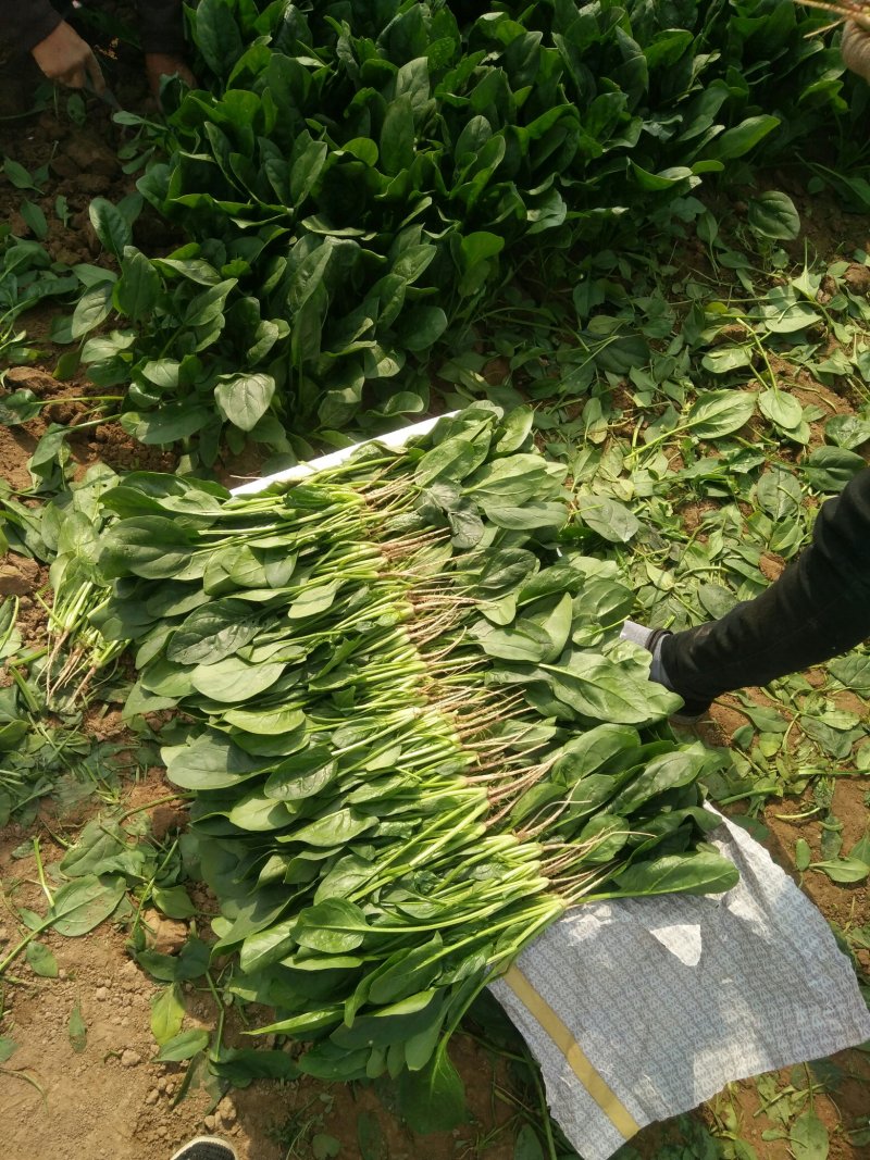 优质精品菠菜开始大量上市，产地直供质优价廉