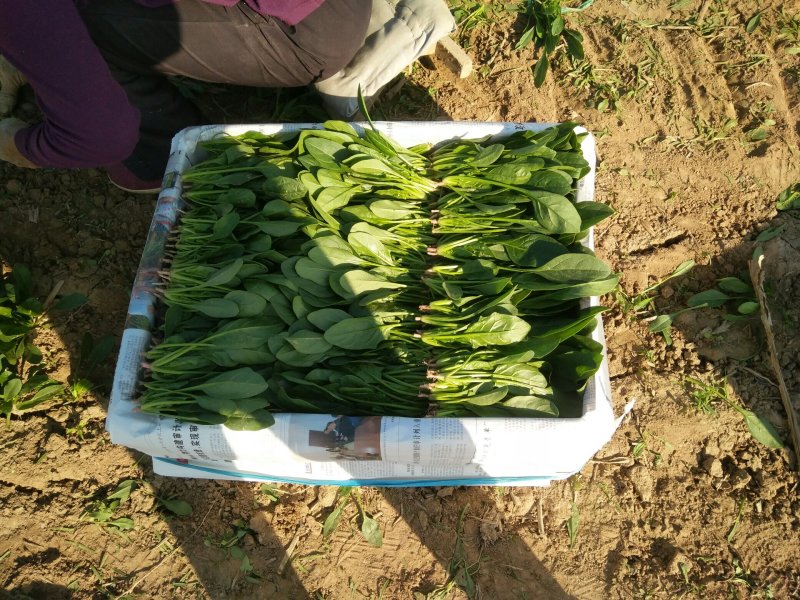 优质精品菠菜开始大量上市，产地直供质优价廉