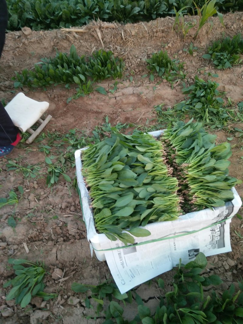 优质精品菠菜开始大量上市，产地直供质优价廉