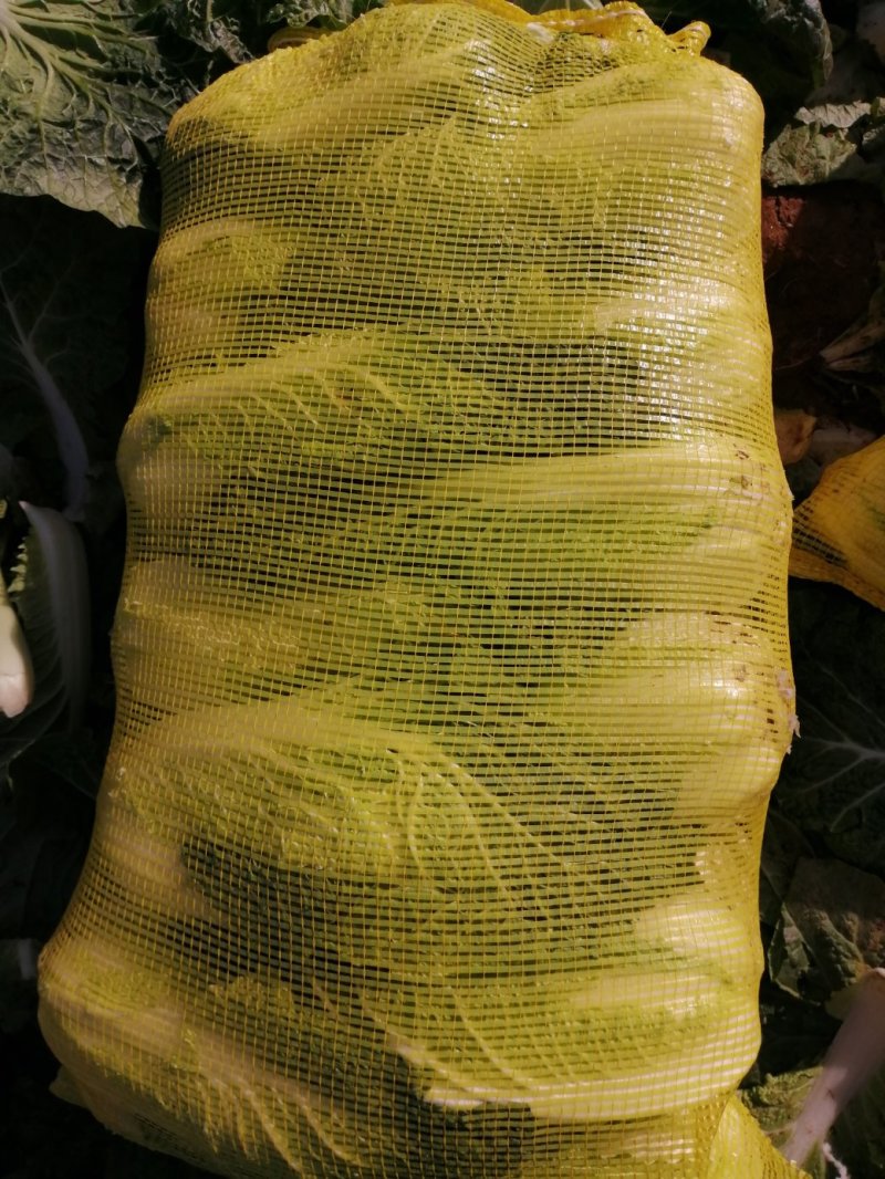 大量供应精品娃娃菜，黄心娃娃菜