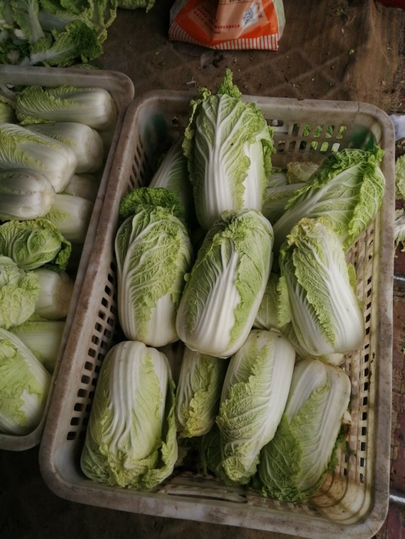 大量供应精品娃娃菜，黄心娃娃菜