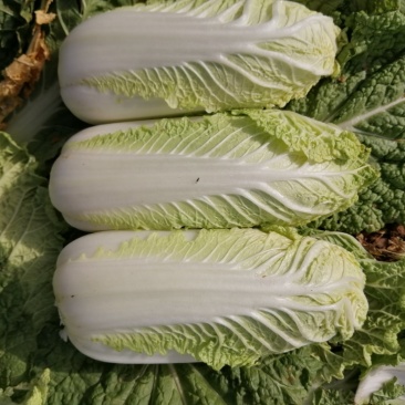 大量供应精品娃娃菜，黄心娃娃菜