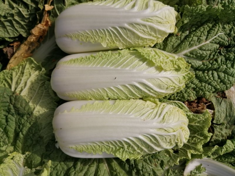 大量供应精品娃娃菜，黄心娃娃菜