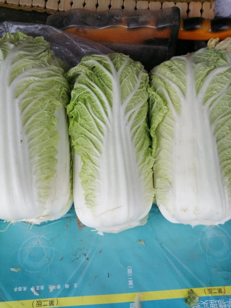 大量供应精品娃娃菜，黄心娃娃菜