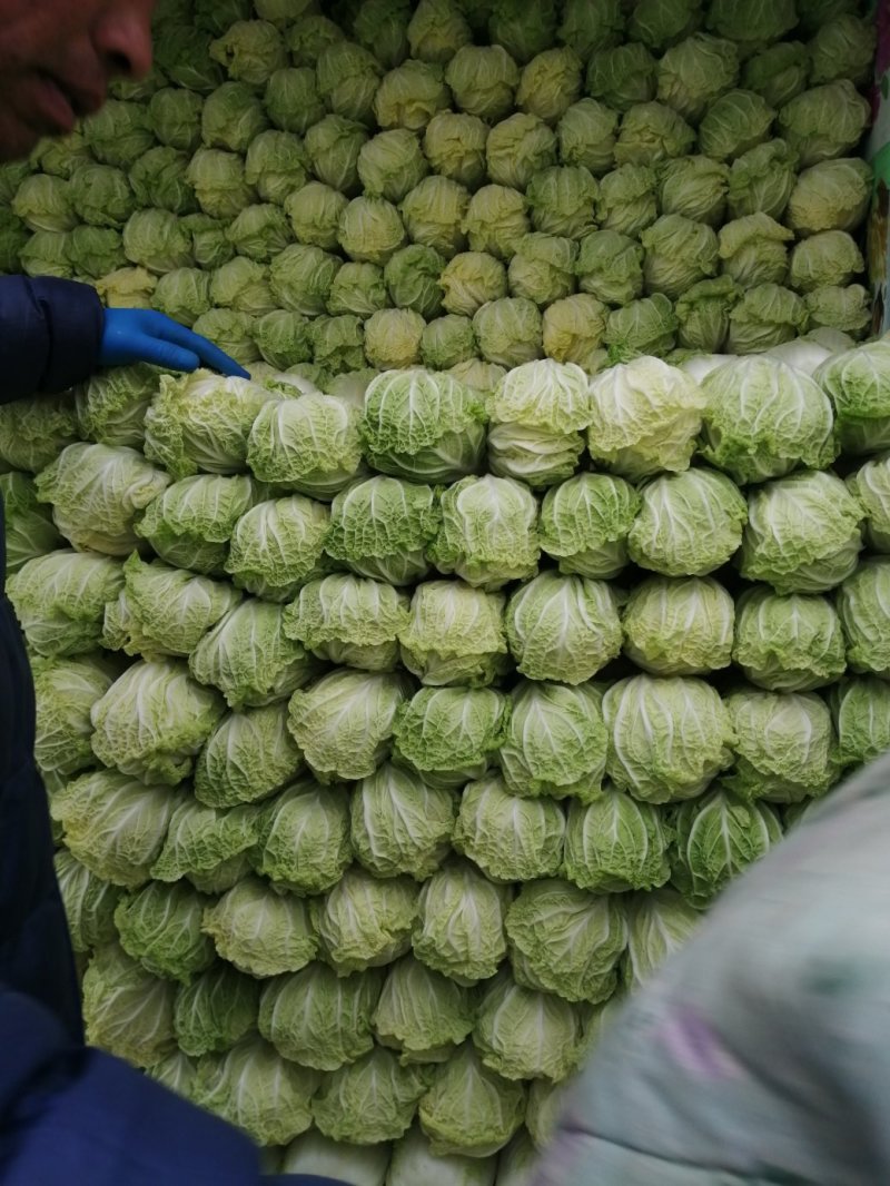 大量供应精品娃娃菜，黄心娃娃菜