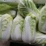 大量供应精品娃娃菜，黄心娃娃菜