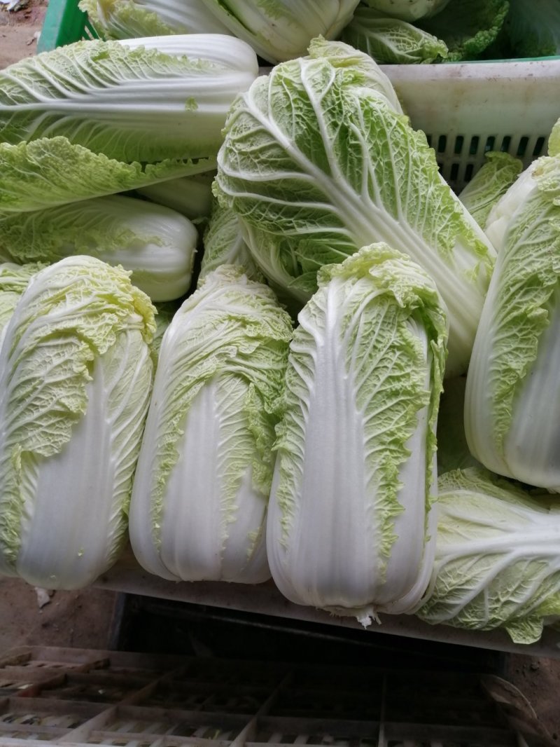 大量供应精品娃娃菜，黄心娃娃菜