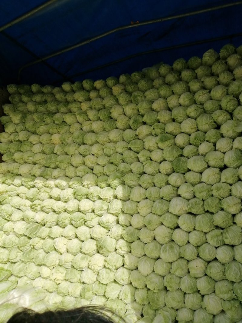 大量供应精品娃娃菜，黄心娃娃菜