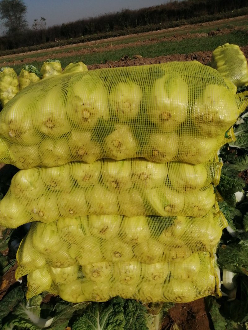 大量供应精品娃娃菜，黄心娃娃菜