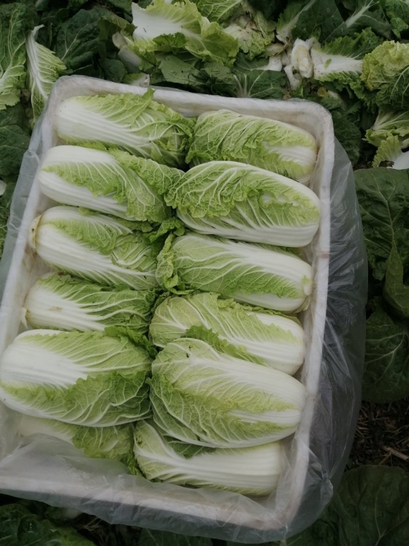 大量供应精品娃娃菜，黄心娃娃菜