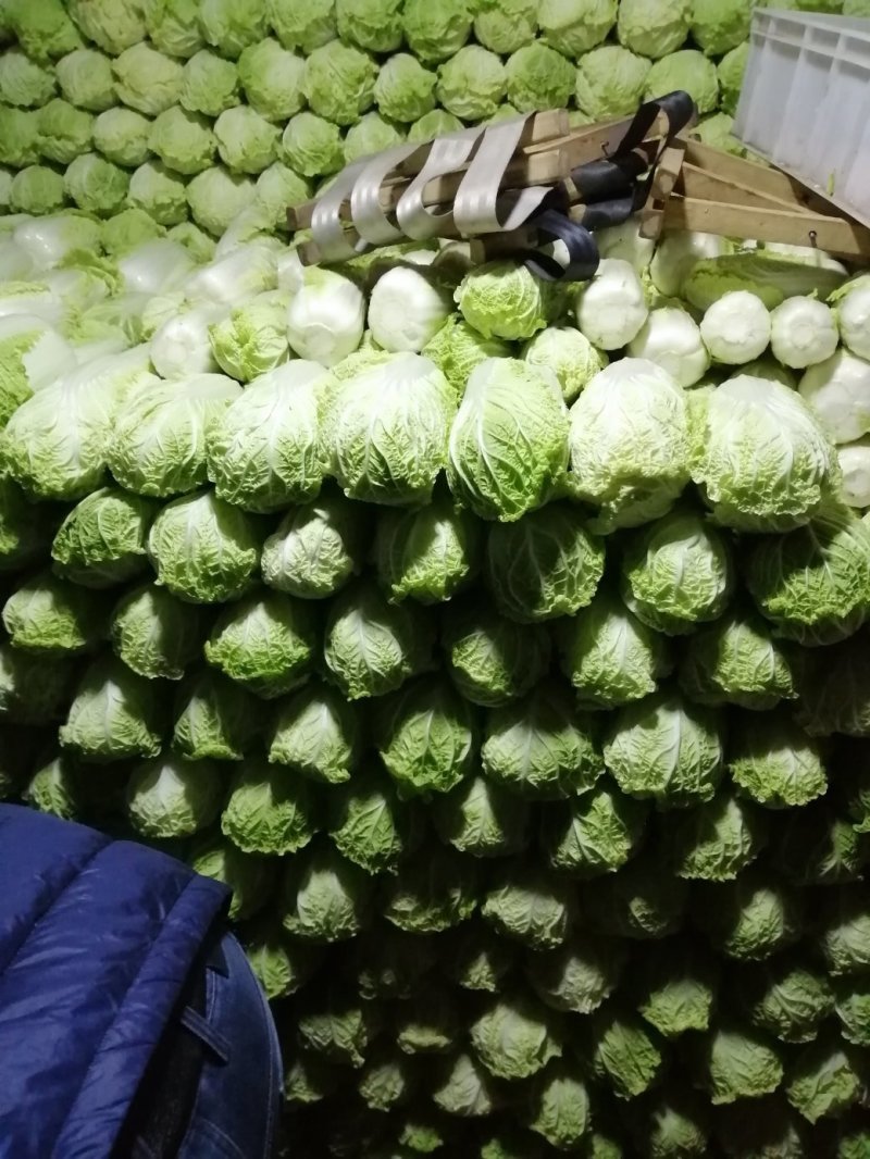 大量供应精品娃娃菜，黄心娃娃菜